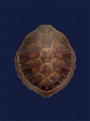 ƦƪԤBǦWG<em>Chelonia mydas japonica</em><br>W١Gt<br>^W١GGreen turtle