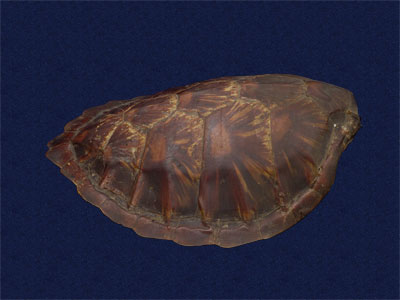 ƦƪԤBǦWG<em>Chelonia mydas japonica</em><br>W١Gt<br>^W١GGreen turtle