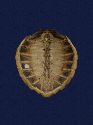 ƦƪԤBǦWG<em>Chelonia mydas japonica</em><br>W١Gt<br>^W١GGreen turtle