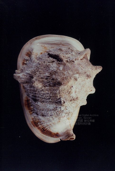 唐冠螺幼贝图片
