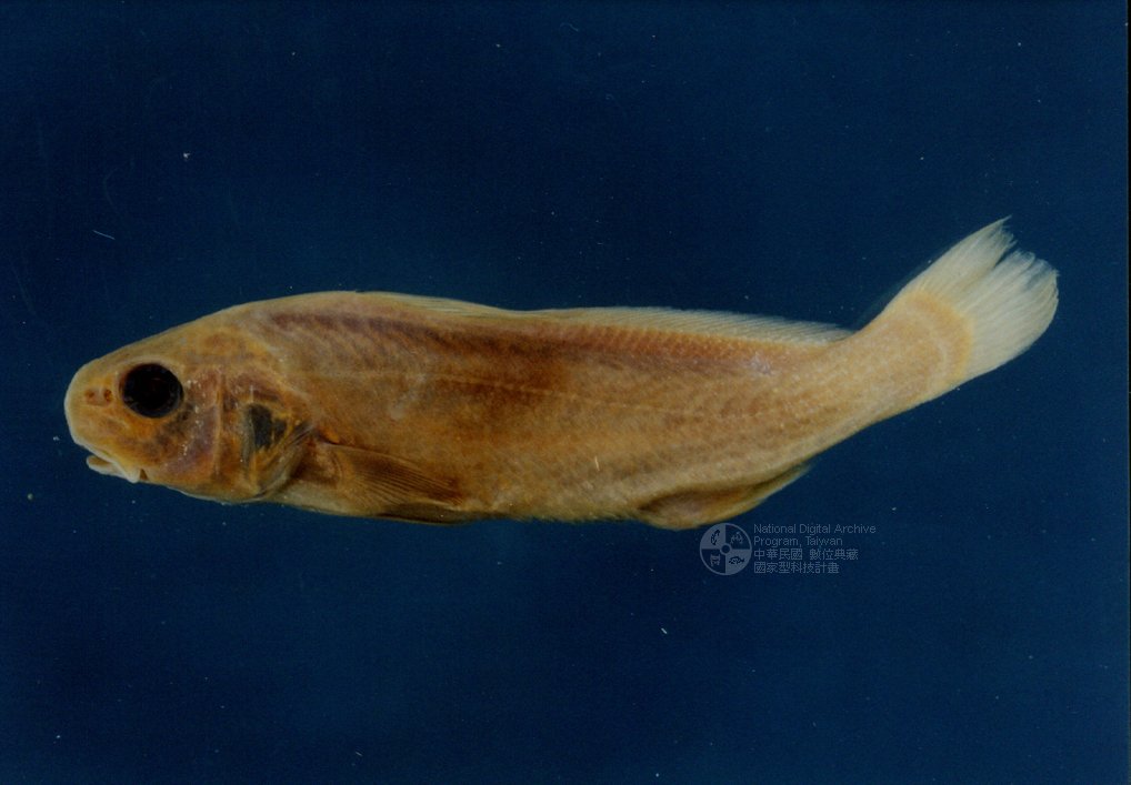 Ʀƪ󤤤W١GyYsh]ХsGFRIP00991^<br>ǦWGJohnius amblycephalus (Bleeker, 1855)