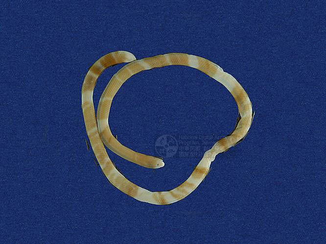 Ʀƪ󪼳D ]TMRS-0001^<br>^W١GBlind Snakes<br>ԤBǦWGRamphotyphlops braminus<br>LOWGpBLCD