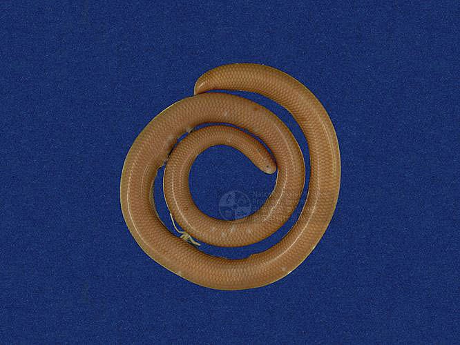 Ʀƪ󪼳D ]TMRS-0002^<br>^W١GBlind Snakes<br>ԤBǦWGRamphotyphlops braminus<br>LOWGpBLCD