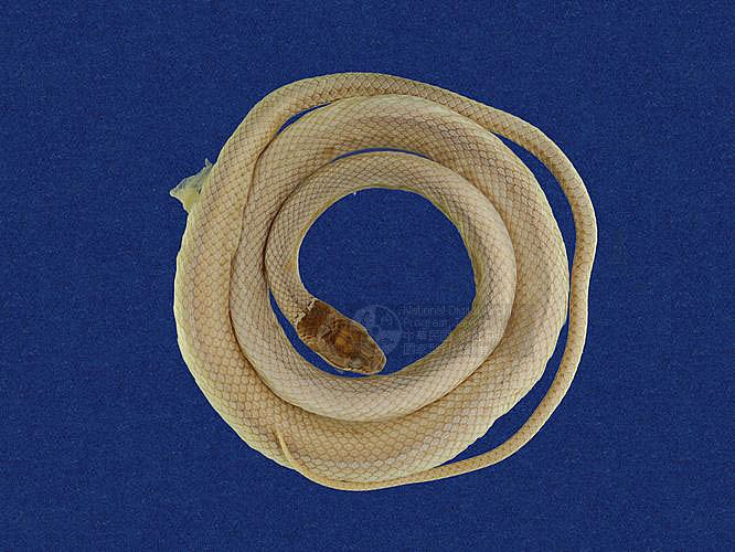 ƦƪYD ]TMRS-0003^<br>^W١GBlack Hand Snake<br>ԤBǦWGSibynophis chinensis<br>LOWGYCD<br>L^OWGAsiatic many-toothed snake