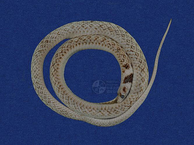 Ʀƪ󴵤廨D ]TMRS-0004^<br>^W١GSwinhoes Grass<br>ԤBǦWGRhabdophis swinhonis<br>LOWGxWVѳDBɦCD<br>L^OWGWater or Ground Snake