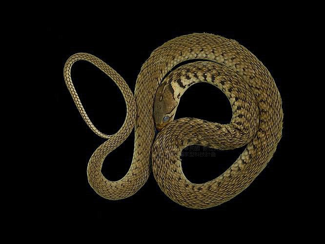 ƦƪD ]TMRS-0006^<br>^W١GCommon Scaled Water Snake<br>ԤBǦWGXenochrophis  piscator<br>LOWGJBdBҡBDBDB[D<br>L^OWGFishing Snake, Grass Flower, Kuan-Yin Snake