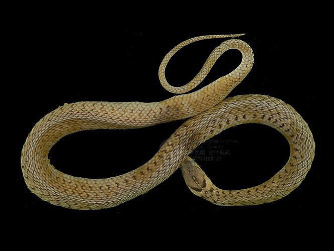 ƦƪD ]TMRS-0007^<br>^W١GCommon Scaled Water Snake<br>ԤBǦWGXenochrophis  piscator<br>LOWGJBdBҡBDBDB[D<br>L^OWGFishing Snake, Grass Flower, Kuan-Yin Snake