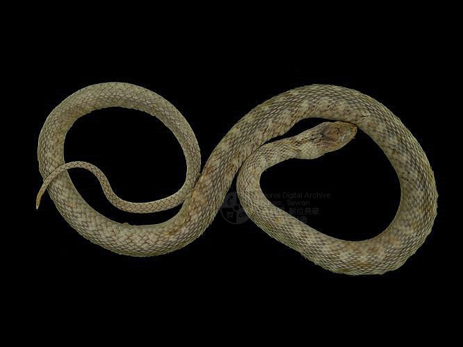 ƦƪD ]TMRS-0008^<br>^W١GCommon Scaled Water Snake<br>ԤBǦWGXenochrophis  piscator<br>LOWGJBdBҡBDBDB[D<br>L^OWGFishing Snake, Grass Flower, Kuan-Yin Snake