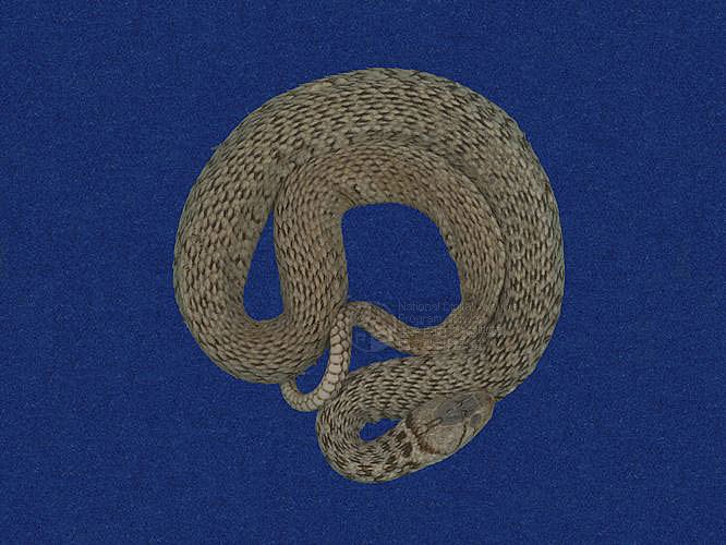 ƦƪD ]TMRS-0009^<br>^W١GCommon Scaled Water Snake<br>ԤBǦWGXenochrophis  piscator<br>LOWGJBdBҡBDBDB[D<br>L^OWGFishing Snake, Grass Flower, Kuan-Yin Snake