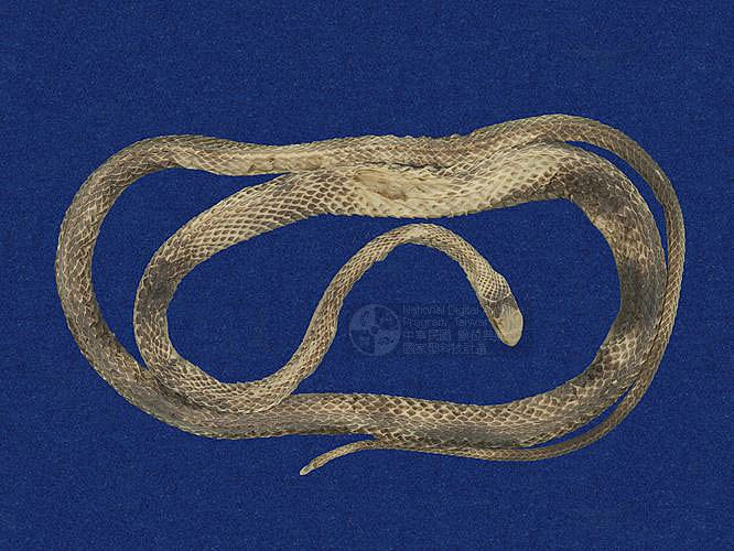 ƦƪLsM ]TMRS-0015^<br>^W١GBig-eyed rat snake<br>ԤBǦWGZaocys dhumnades<br>LOWGQDBQDBDB׳DBjDBxWD<br>L^OWGBig-eye snake,  Taiwan rat snake, Sword-over-the mountain, Garter snaker