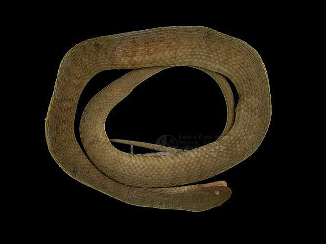 ƦƪոD ]TMRS-0016^<br>^W١GWhite stomach snake<br>ԤBǦWGSinonatrix percarinata suriki<br>LOWGQDBشD<br>L^OWGAsiatic white-belly water snake