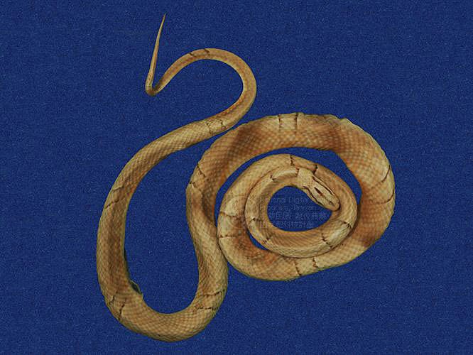 Ʀƪ˳D ]TMRS-0017^<br>^W١GBlack-banded rat snake<br>ԤBǦWGElaphe poryphyracea<br>LOWGAD<br>L^OWGRed bamboo snake, Red bamboo rat snake