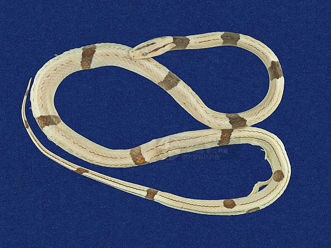 Ʀƪ˳D ]TMRS-0019^<br>^W١GBlack-banded rat snake<br>ԤBǦWGElaphe poryphyracea<br>LOWGAD<br>L^OWGRed bamboo snake, Red bamboo rat snake
