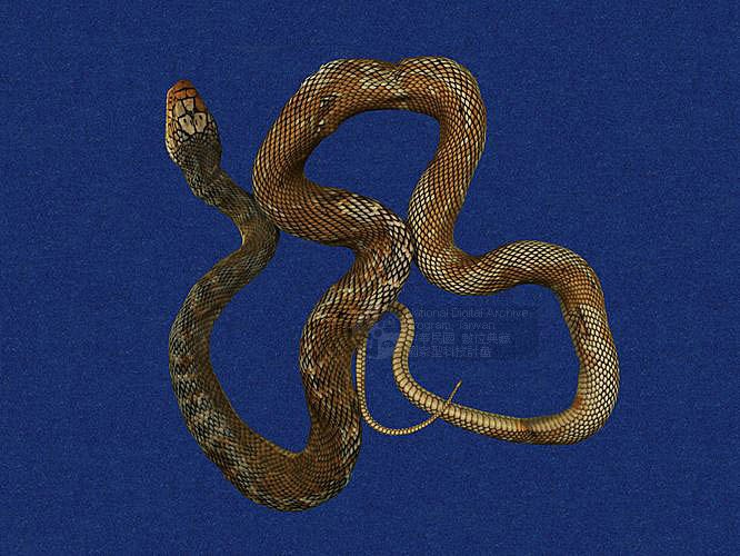 ƦƪC ]TMRS-0020^<br>^W١GTaiwan stink snake<br>ԤBǦWGElaphe carinata<br>LOWGADBCBBWADBP<br>L^OWGStink rat snake, Stinking green snake