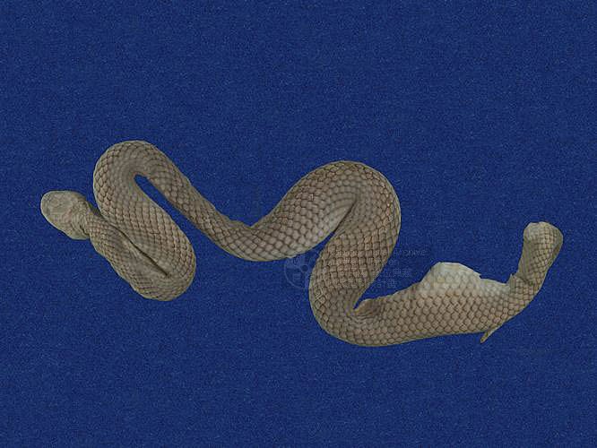 ƦƪD ]TMRS-0028^<br>^W١GCommon rice paddy snake<br>ԤBǦWGEnhydris plumbea<br>LOWG]DBwD<br>L^OWGWater Snake