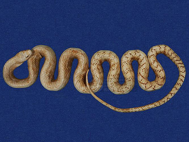 ƦƪnD ]TMRS-0031^<br>^W١GSouth Snake<br>ԤBǦWGPtyas mucosus<br>LOWGDBعDBADBnDBjߡBӳDBABƹD<br>L^OWGOriental Rat Snake, Grass Beauty,Mountain Snake,Mucous RatSnake, Cornrnon RatSnake