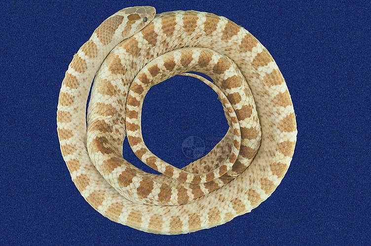 ƦƪD ]TMRS-0035^<br>^W١GRed-banded snake<br>ԤBǦWGDinodon rufozonatum<br>LOWGDBҳDBҡBbðߡB