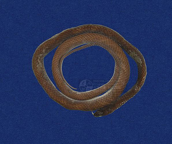 ƦƪCD ]TMRS-0049^<br>^W١GTaiwan Green Snake<br>ԤBǦWGCyclophiops major<br>LOWG()CD<br>L^OWGSmooth Green Snake, Green Vine Snake