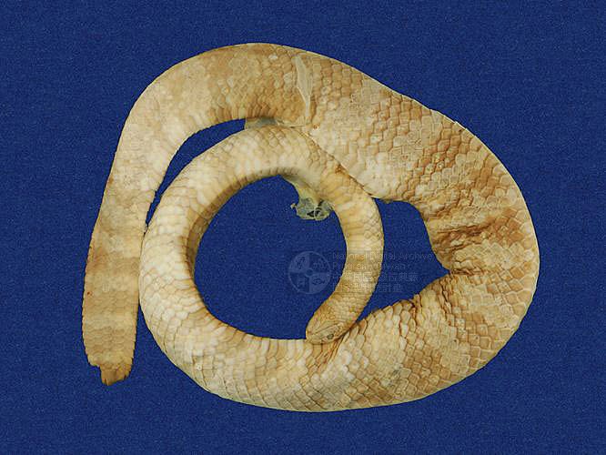Ʀƪ󶺮qD ]TMRS-0052^<br>^W١GTurtle-head sea snake<br>ԤBǦWGEmydocephalus ijimae<br>LOWGqtYD