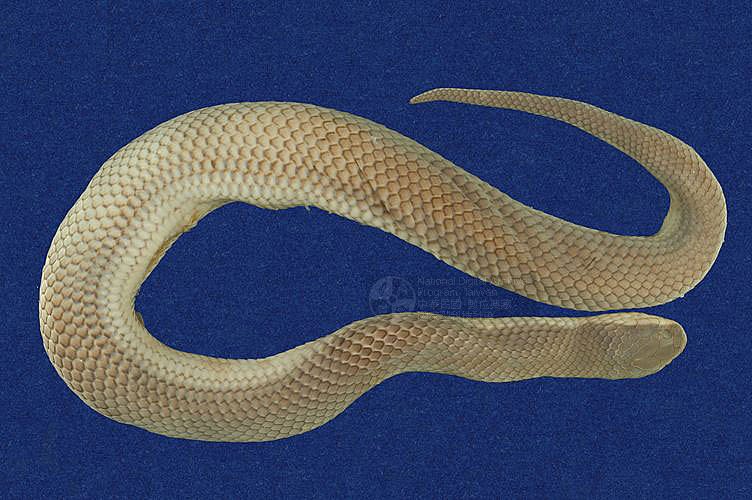 ƦƪD ]TMRS-0058-1^<br>^W١GCommon rice paddy snake<br>ԤBǦWGEnhydris plumbea<br>LOWG]DBwD<br>L^OWGWater Snake