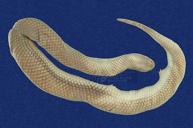 ƦƪD ]TMRS-0058^<br>^W١GCommon rice paddy snake<br>ԤBǦWGEnhydris plumbea<br>LOWG]DBwD<br>L^OWGWater Snake