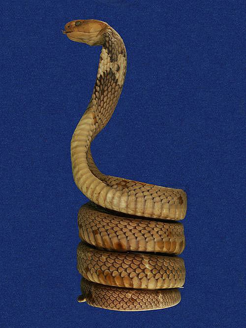 ƦƪD ]TMRS-0060^<br>^W١GChinese cobra<br>ԤBǦWGNaja atra<br>LOWGͭšBDBVDBYBVDBrDBඡBVDBxWD<br>L^OWGspectacle cobra, Common cobra, Taiwan cobra