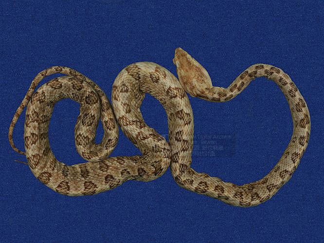 Ʀƪtߪ ]TMRS-0074^<br>^W١GTurtle-designed Snake<br>ԤBǦWGTrimeresurus mucrosquamatus<br>LOWGOKYBD<br>L^OWGPointed-scaled pitviper, Taiwan 