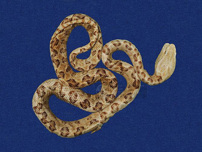 Ʀƪtߪ ]TMRS-0075^<br>^W١GTurtle-designed Snake<br>ԤBǦWGTrimeresurus mucrosquamatus<br>LOWGOKYBD<br>L^OWGPointed-scaled pitviper, Taiwan 