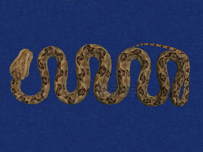 Ʀƪtߪ ]TMRS-0076^<br>^W١GTurtle-designed Snake<br>ԤBǦWGTrimeresurus mucrosquamatus<br>LOWGOKYBD<br>L^OWGPointed-scaled pitviper, Taiwan 