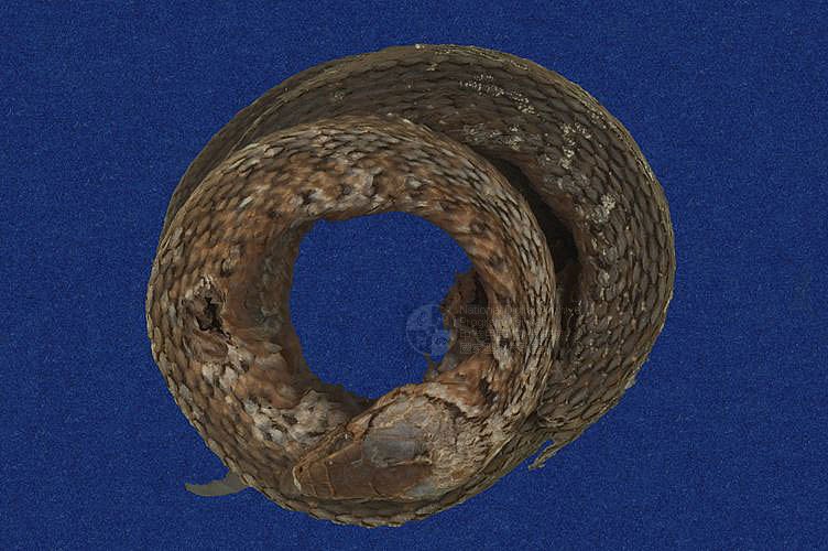 ƦƪD ]TMRS-0098^<br>^W١GCommon Scaled Water Snake<br>ԤBǦWGXenochrophis  piscator<br>LOWGJBdBҡBDBDB[D<br>L^OWGFishing Snake, Grass Flower, Kuan-Yin Snake