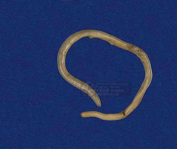 Ʀƪ󪼳D ]TMRS-0105-1^<br>^W١GBlind Snakes<br>ԤBǦWGRamphotyphlops braminus<br>LOWGpBLCD