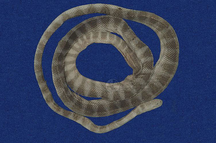 ƦƪCD ]TMRS-0109^<br>^W١GBanded Sea Snake<br>ԤBǦWGHydrophis cyanocinctus<br>L^OWGCommon sea serpent