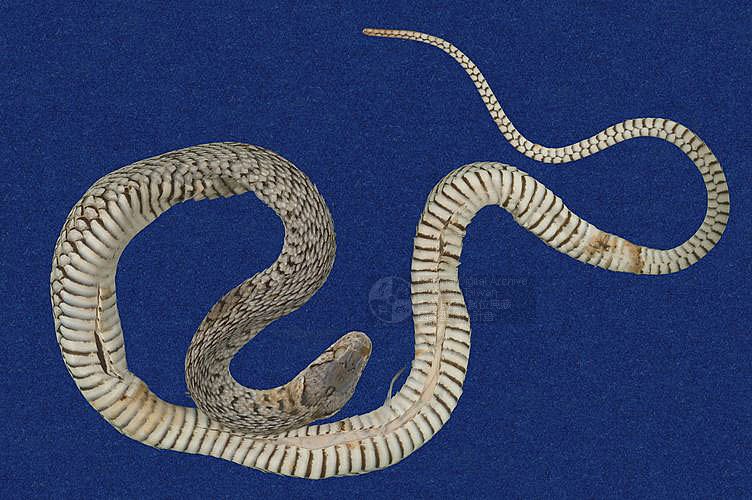 ƦƪD ]TMRS-0114^<br>^W١GCommon Scaled Water Snake<br>ԤBǦWGXenochrophis  piscator<br>LOWGJBdBҡBDBDB[D<br>L^OWGFishing Snake, Grass Flower, Kuan-Yin Snake