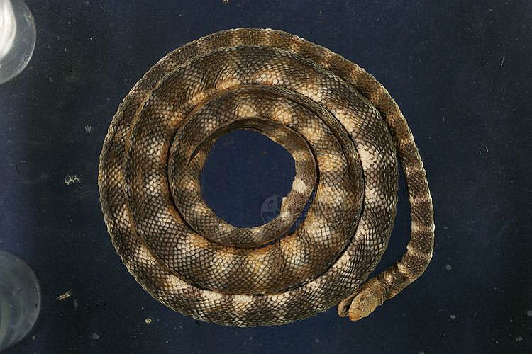 ƦƪYD ]TMRS-0118^<br>^W١GBlack-headed sea snake<br>ԤBǦWGHydrophis melanocephalus<br>L^OWGKuro-Gashira-Umi-Hebi  ()