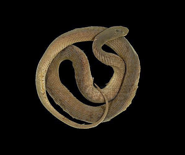 ƦƪոD ]TMRS-0122^<br>^W١GWhite stomach snake<br>ԤBǦWGSinonatrix percarinata suriki<br>LOWGQDBشD<br>L^OWGAsiatic white-belly water snake