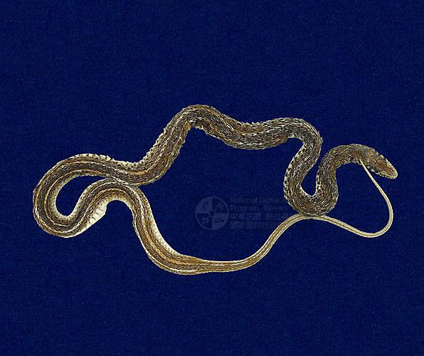 ƦƪD ]TMRS-0152^<br>^W١GFlower Snake<br>ԤBǦWGAmphiesma stolata<br>LOWGaDBVDBgvBID<br>L^OWGLand God, Yellow Banded Water Snake, Yellow Neck Water Snake