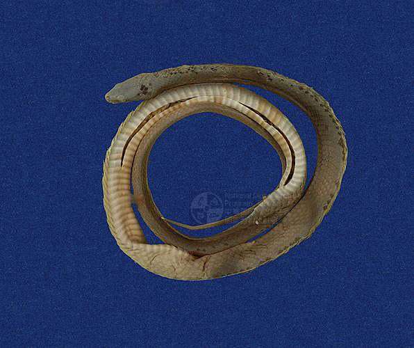 ƦƪCD ]TMRS-0153^<br>^W١GTaiwan Green Snake<br>ԤBǦWGCyclophiops major<br>LOWG()CD<br>L^OWGSmooth Green Snake, Green Vine Snake