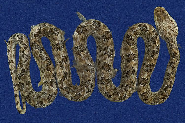 Ʀƪtߪ ]TMRS-0160^<br>^W١GTurtle-designed Snake<br>ԤBǦWGTrimeresurus mucrosquamatus<br>LOWGOKYBD<br>L^OWGPointed-scaled pitviper, Taiwan 