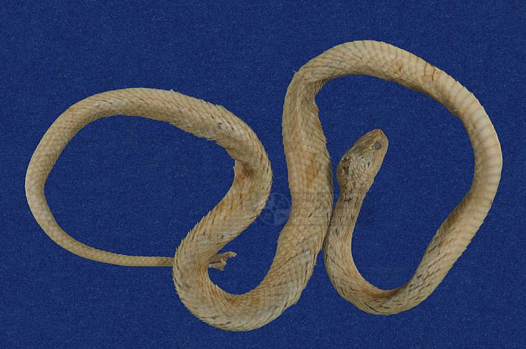 ƦƪD ]TMRS-0164^<br>^W١GTaiwan Leopard Snake<br>ԤBǦWGPsammodynastes pulverulentus<br>LOWGxW\DBQfڡB縳D<br>L^OWGMock Viper