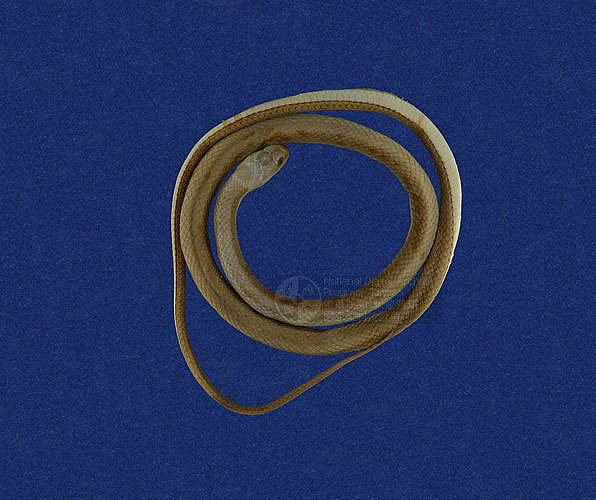 ƦƪYD ]TMRS-0165^<br>^W١GBlack Hand Snake<br>ԤBǦWGSibynophis chinensis<br>LOWGYCD<br>L^OWGAsiatic many-toothed snake