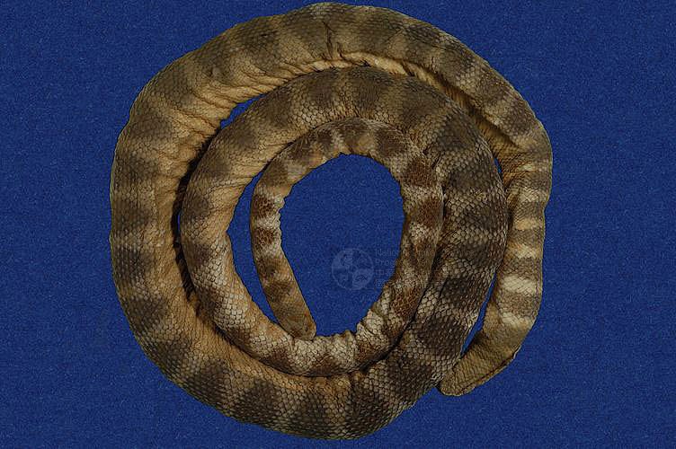 ƦƪCD ]TMRS-0166^<br>^W١GBanded Sea Snake<br>ԤBǦWGHydrophis cyanocinctus<br>L^OWGCommon sea serpent