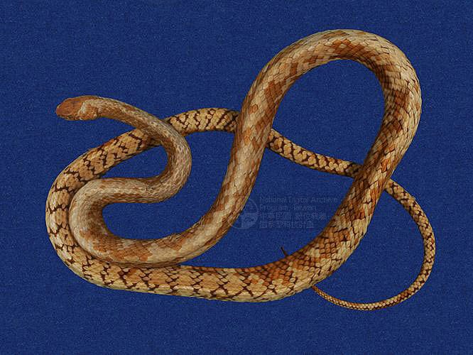 ƦƪnD ]TMRS-0167^<br>^W١GSouth Snake<br>ԤBǦWGPtyas mucosus<br>LOWGDBعDBADBnDBjߡBӳDBABƹD<br>L^OWGOriental Rat Snake, Grass Beauty,Mountain Snake,Mucous RatSnake, Cornrnon RatSnake