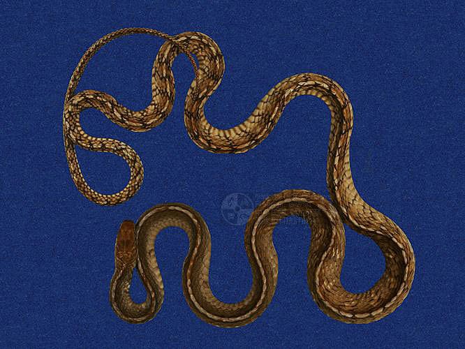 ƦƪnD ]TMRS-0171^<br>^W١GSouth Snake<br>ԤBǦWGPtyas mucosus<br>LOWGDBعDBADBnDBjߡBӳDBABƹD<br>L^OWGOriental Rat Snake, Grass Beauty,Mountain Snake,Mucous RatSnake, Cornrnon RatSnake