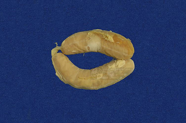 ƦƪBCD ]TMRS-0185^<br>^W١GYellow-lipped sea krait<br>ԤBǦWGLaticauda colubrina<br>LOWGŦǫD<br>L^OWGBanded yellow-lip sea snake