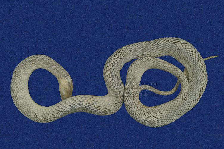 ƦƪD ]TMRS-0202^<br>^W١GCommon Scaled Water Snake<br>ԤBǦWGXenochrophis  piscator<br>LOWGJBdBҡBDBDB[D<br>L^OWGFishing Snake, Grass Flower, Kuan-Yin Snake