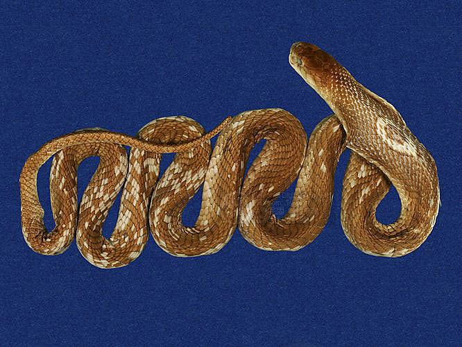 ƦƪD ]TMRS-0203^<br>^W١GChinese cobra<br>ԤBǦWGNaja atra<br>LOWGͭšBDBVDBYBVDBrDBඡBVDBxWD<br>L^OWGspectacle cobra, Common cobra, Taiwan cobra