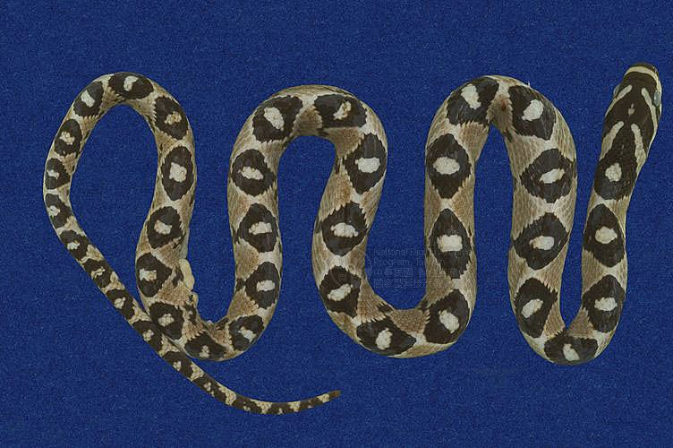 Ʀƪ󰪬D ]TMRS-0210^<br>^W١GMandarian rat snake<br>ԤBǦWGElaphe mandarina takasago<br>LOWGADBɱaD