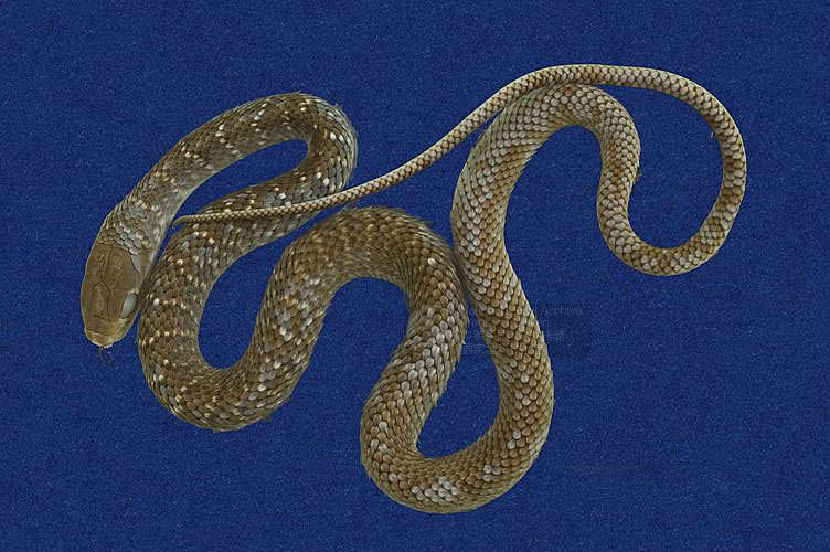 细纹南蛇图片