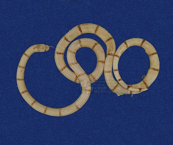 ƦƪD ]TMRS-0228^<br>^W١GTaiwan coral snake, Red-ringed snake<br>ԤBǦWGHemibungarus macclellandi<br>LOWGRDBʸ`BD<br>L^OWGAsia coral snake