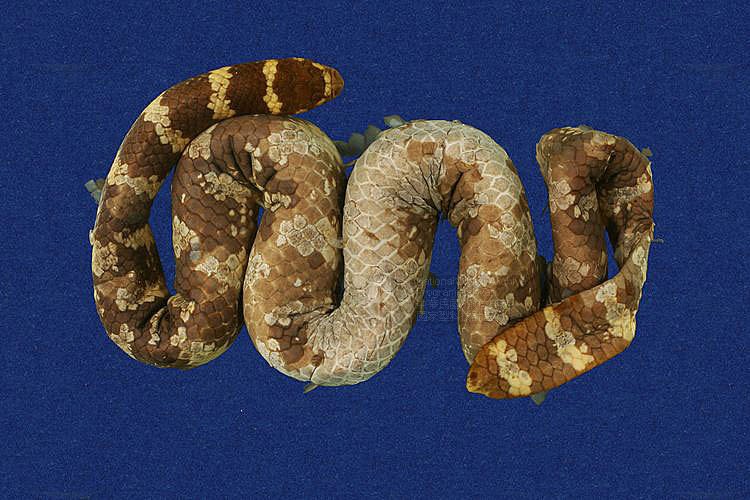 Ʀƪ󶺮qD ]TMRS-0247^<br>^W١GTurtle-head sea snake<br>ԤBǦWGEmydocephalus ijimae<br>LOWGqtYD